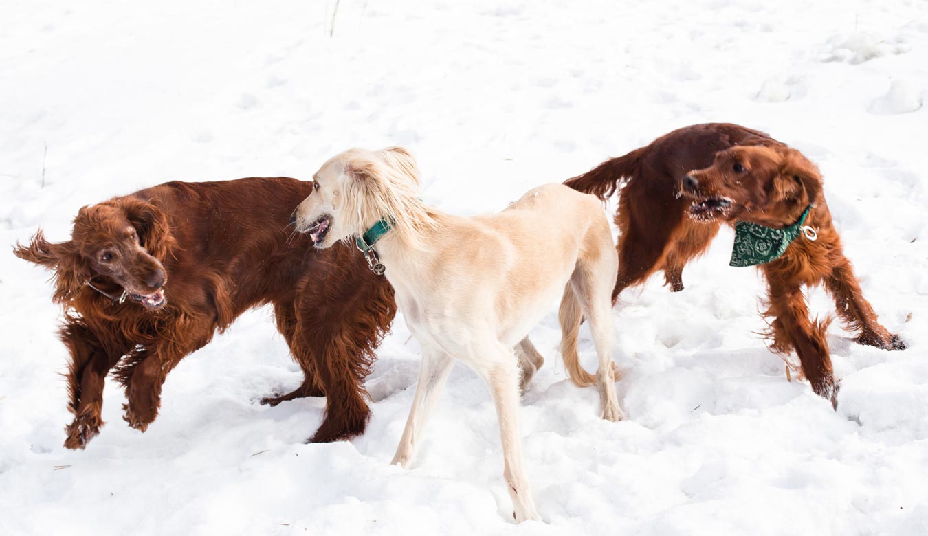 Merits Hundebetreuung in München